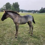 Saphira