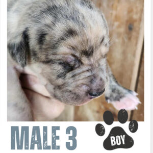 Male 3