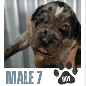 Male 7