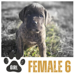 Female 6