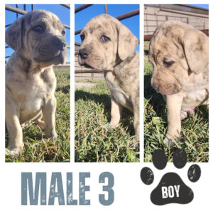 Male 3
