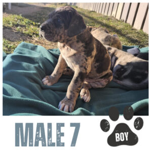 Male 7